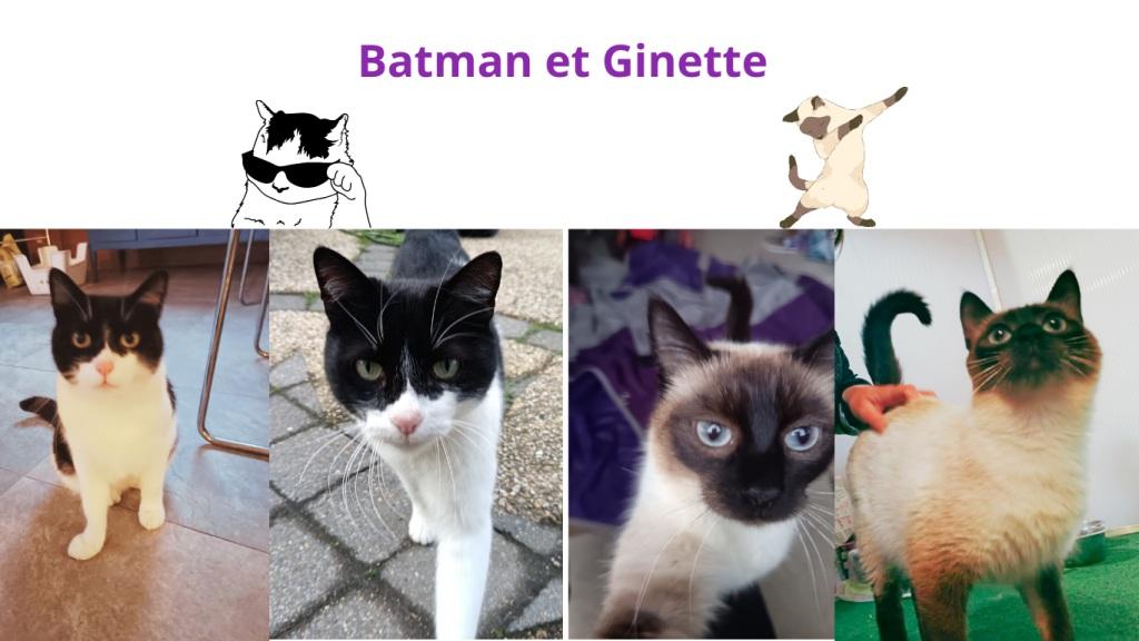 Promenades canines personnalisées et visites à domicile