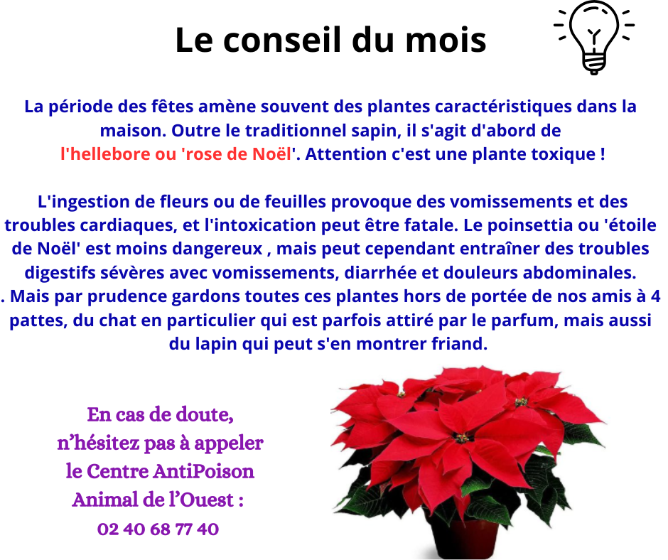 Promenades canines personnalisées et visites à domicile