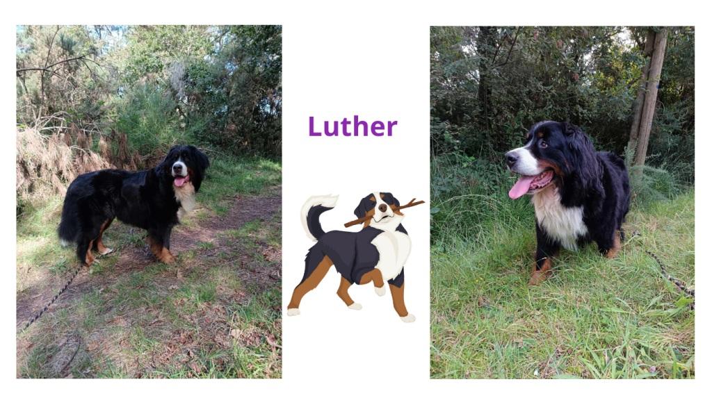 Promenades canines personnalisées et visites à domicile