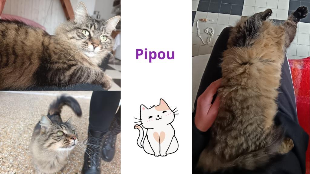 Promenades canines personnalisées et visites à domicile