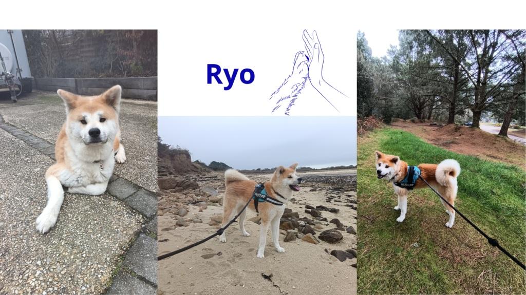 Promenades canines personnalisées et visites à domicile