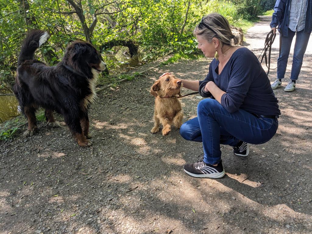 Promenades canines personnalisées et visites à domicile